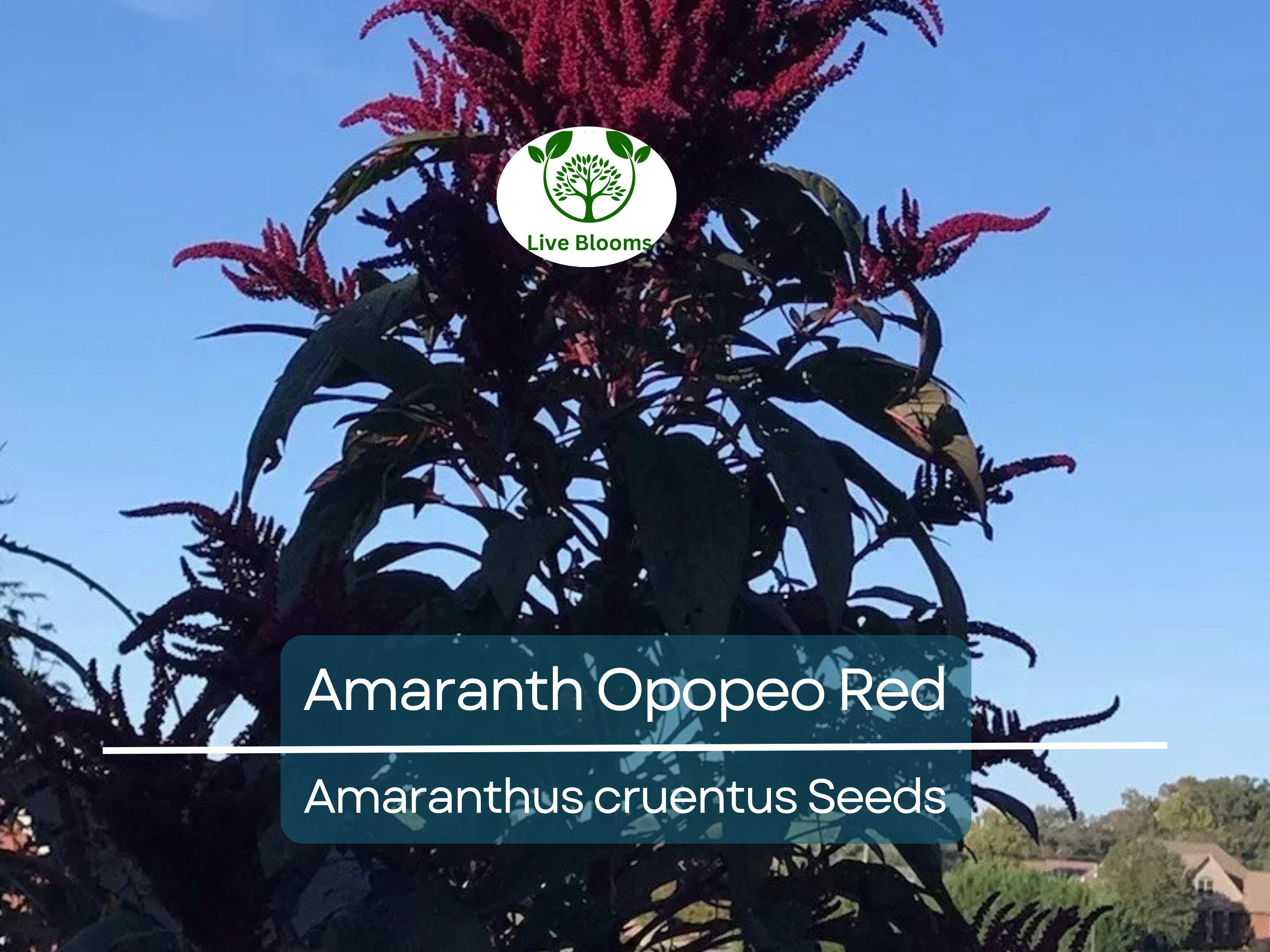 1500 Seeds Amaranth Opopeo Red Flower Edible Leaves & Grain Microgreens Non-GMO (Amaranthus)