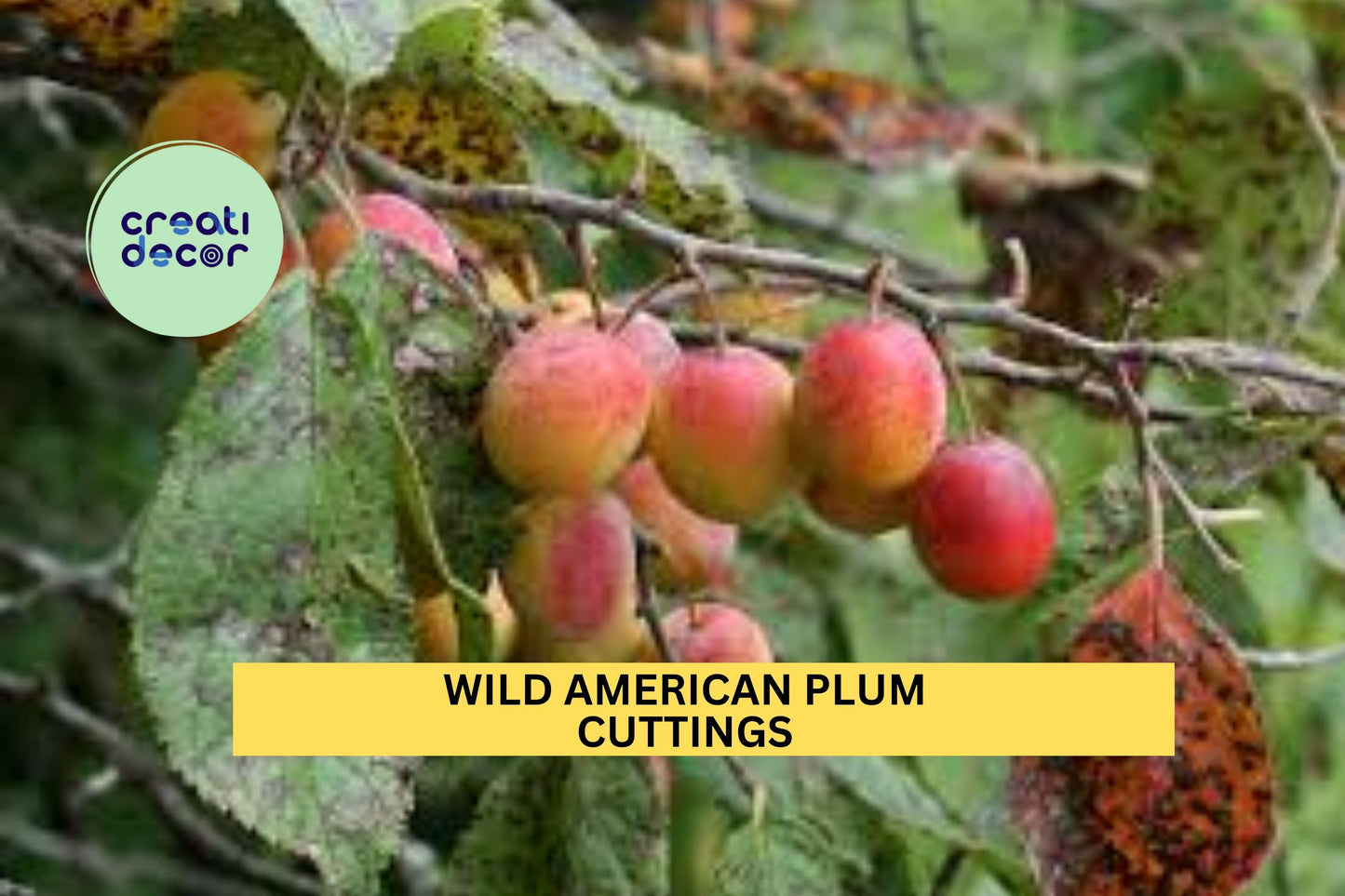 12 Wild American Plum Cuttings – Prunus americana | Unrooted Stems for Edible Landscaping, Wildlife Gardens, or Hedgerows