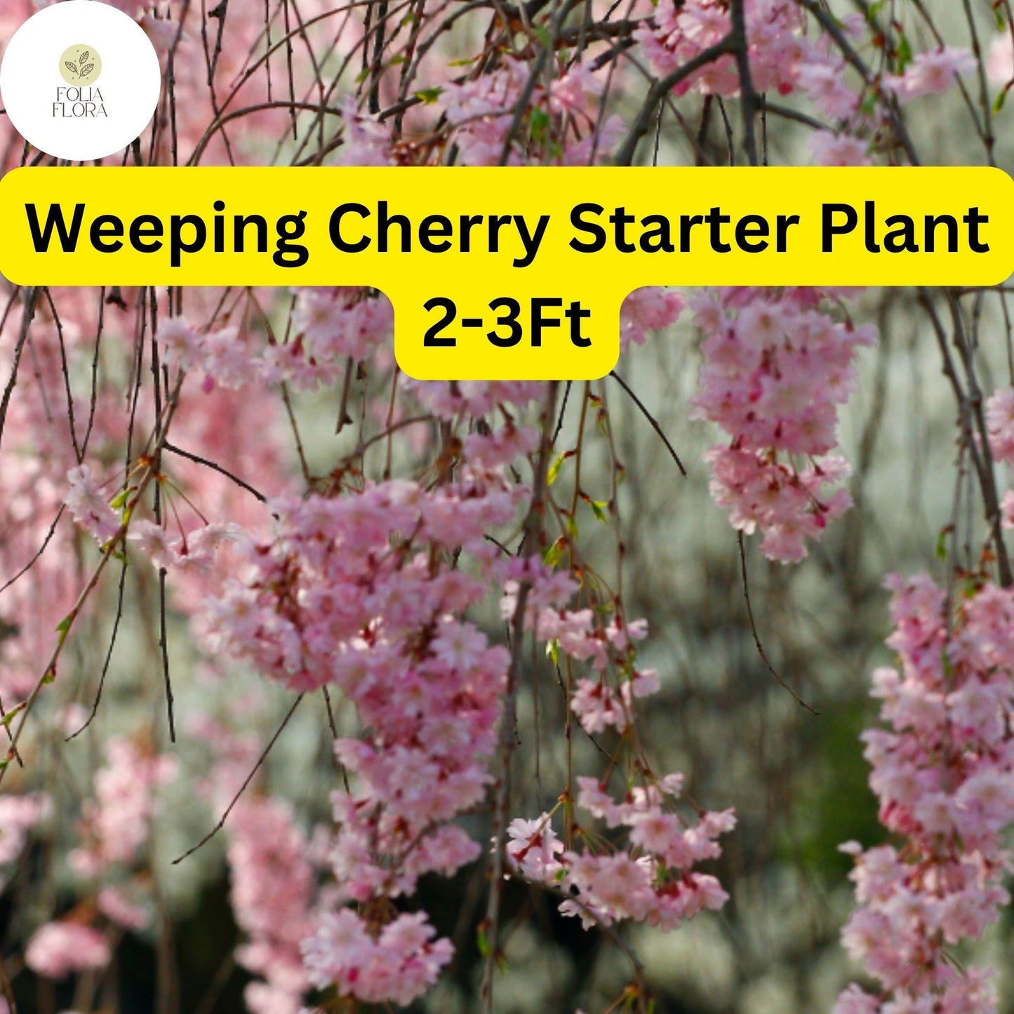 1 Weeping Cherry Tree, 2-3 Ft Tall, Live Flowering Tree, Ready to Plant, Prunus subhirtella
