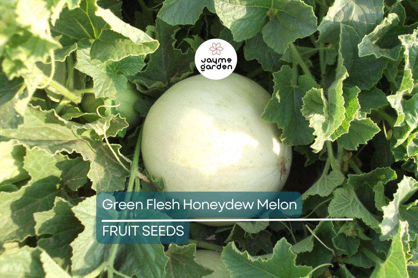 100 Green Flesh Honeydew Melon Seeds – Non-GMO, Sweet Emerald Green Flesh, Vining, 105 Days, Free Shipping, USA Seller!