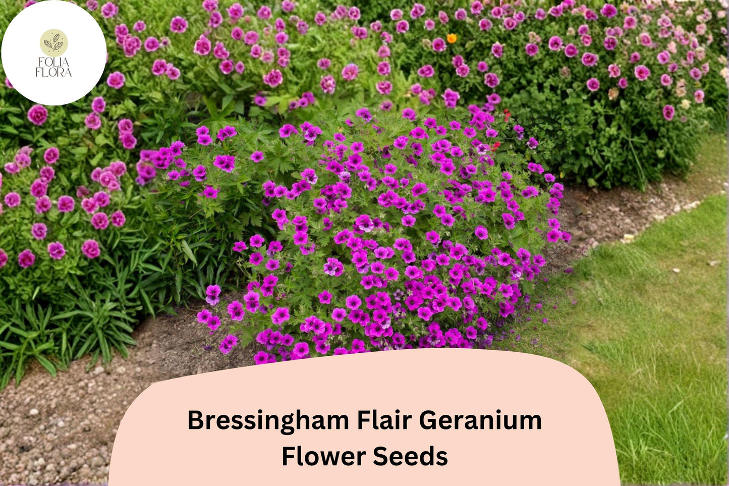 25+ Bressingham Flair Geranium Seeds | Hardy Perennial Purple Cranesbill | Long-Blooming Garden Flower