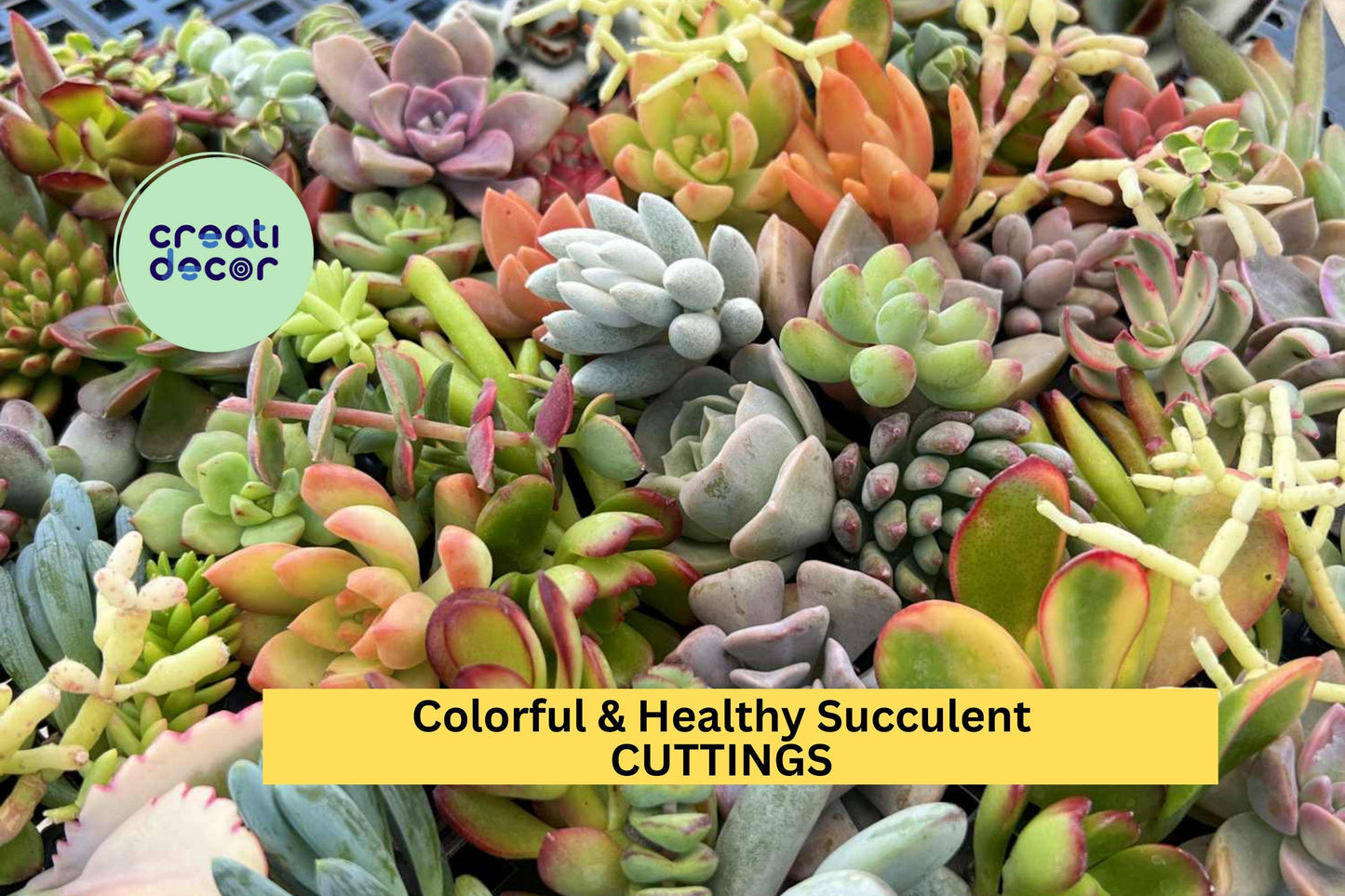 40 Colorful Succulent Cuttings | Mixed Variety Pack | Vibrant, Healthy Unrooted Clippings | DIY Arrangements & Gifts