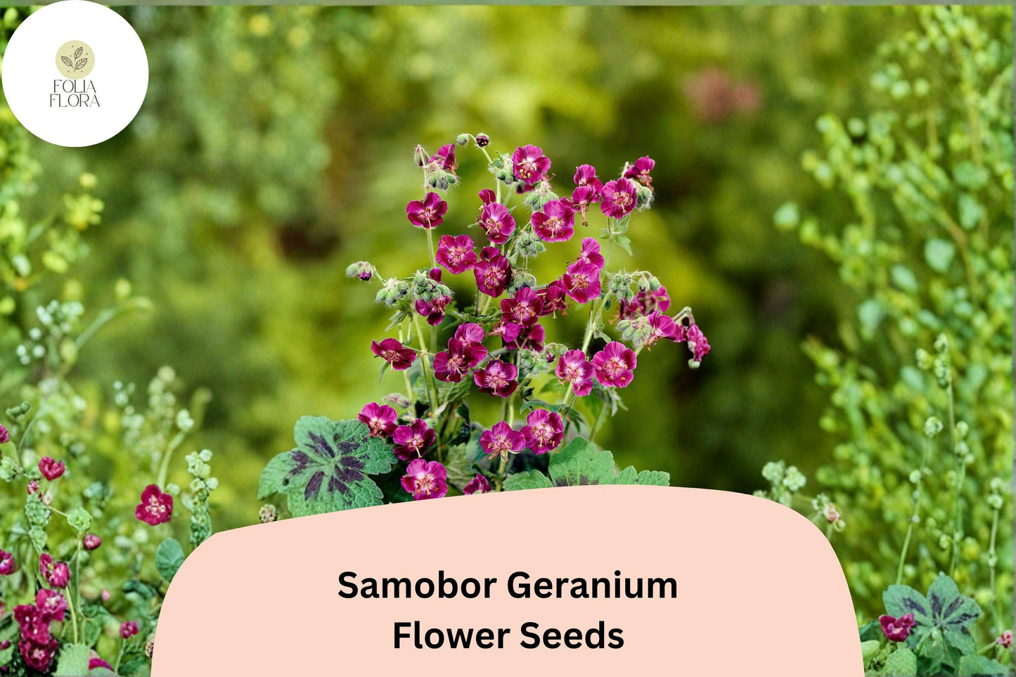 25+ Samobor Geranium Seeds | Purple Cranesbill | Geranium phaeum Samobor Seeds for Shade Gardens & Borders