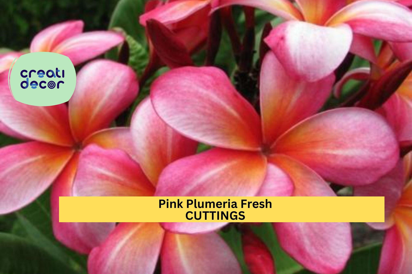 25 Pink Plumeria Cuttings – 10" Unrooted Single-Head Stems | Frangipani Tropical Flower for Propagation in Pots or Garden Beds