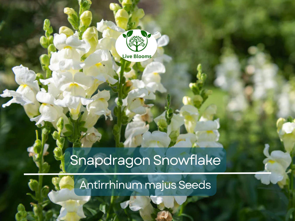500 Seeds Snapdragon Snowflake, White Blooms Spring-Fall, Non-GMO, Up to 36" Tall, Antirrhinum majus, Easy to Grow