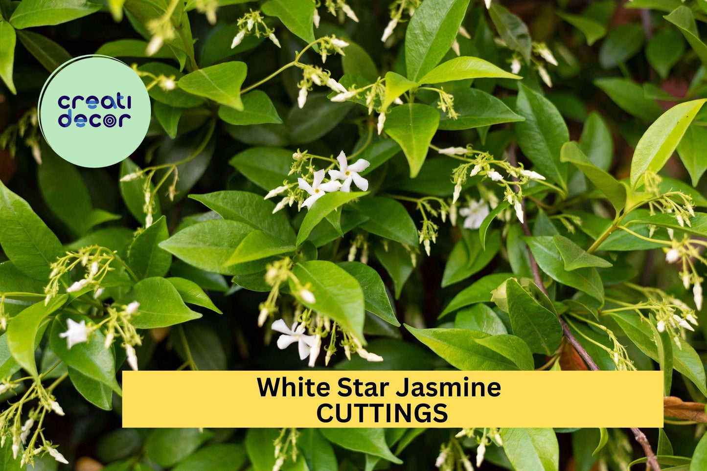 5 Star Jasmine Cuttings | Fragrant White Flower Vine Starter | Unrooted Plant Cuttings for Garden Trellis or Container Growing