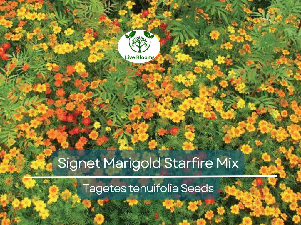 250 Seeds Signet Marigold Starfire Mix, 12" Beneficial Flower, Non-GMO, Vibrant Garden Blooms, Perfect for Cutting Garden, Easy to Grow