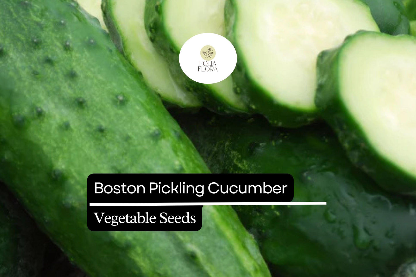 25+ Boston Pickling Cucumber Seeds | Heirloom Variety | Crisp Small Cucumbers | Non-GMO Easy Garden Planting