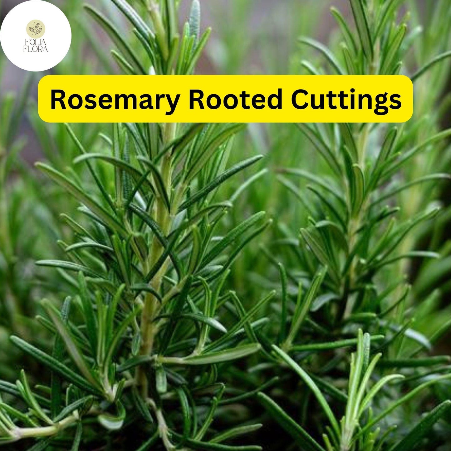Lot of 2 Rosemary Cuttings - Live Plants, 5-8” Rooted Bare Root