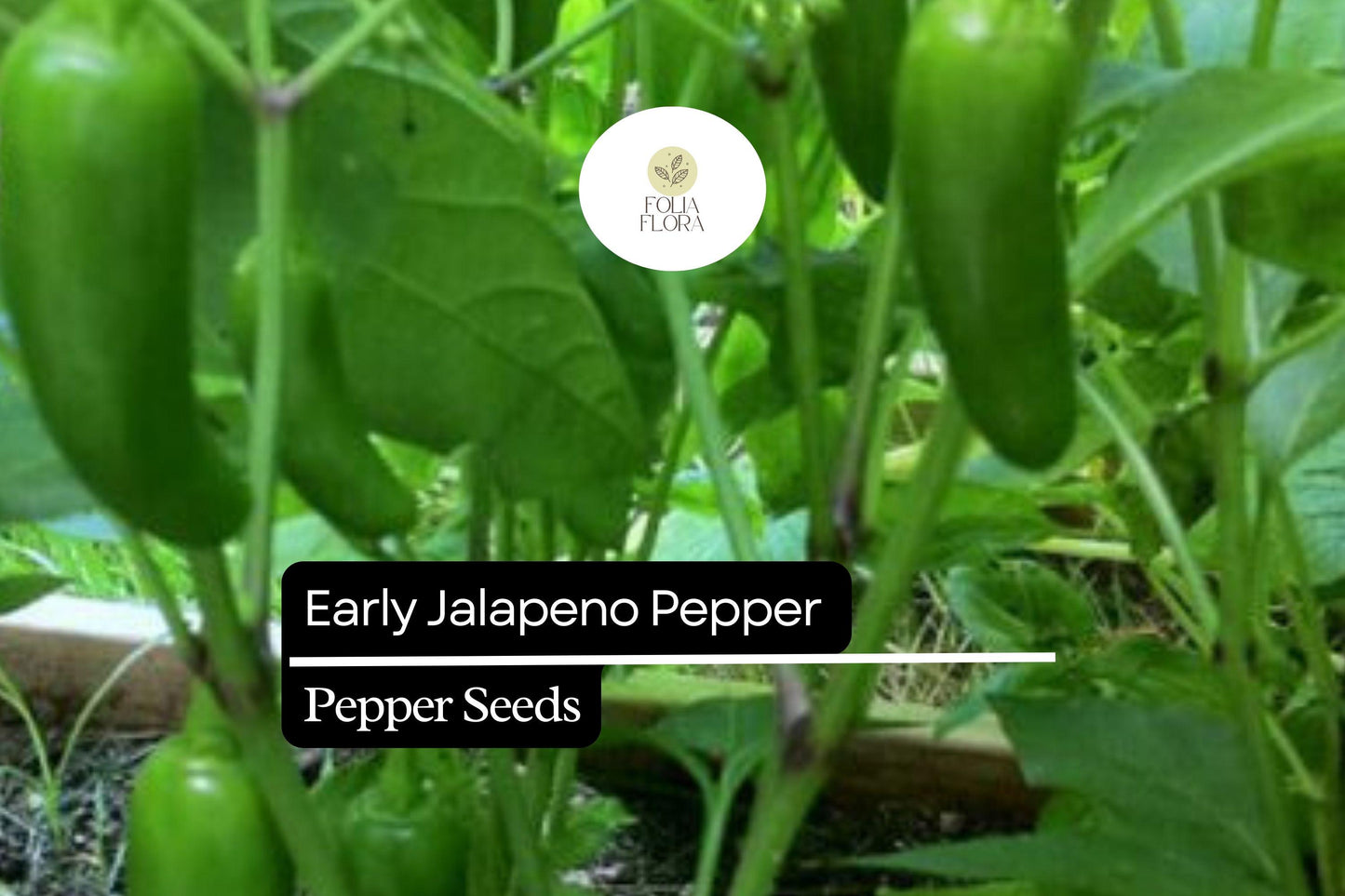25 Early Jalapeño Pepper Seeds – Capsicum annuum – Heirloom, Spicy Chili, Fast-Maturing, Non-GMO, Perfect for Salsas & Pickling