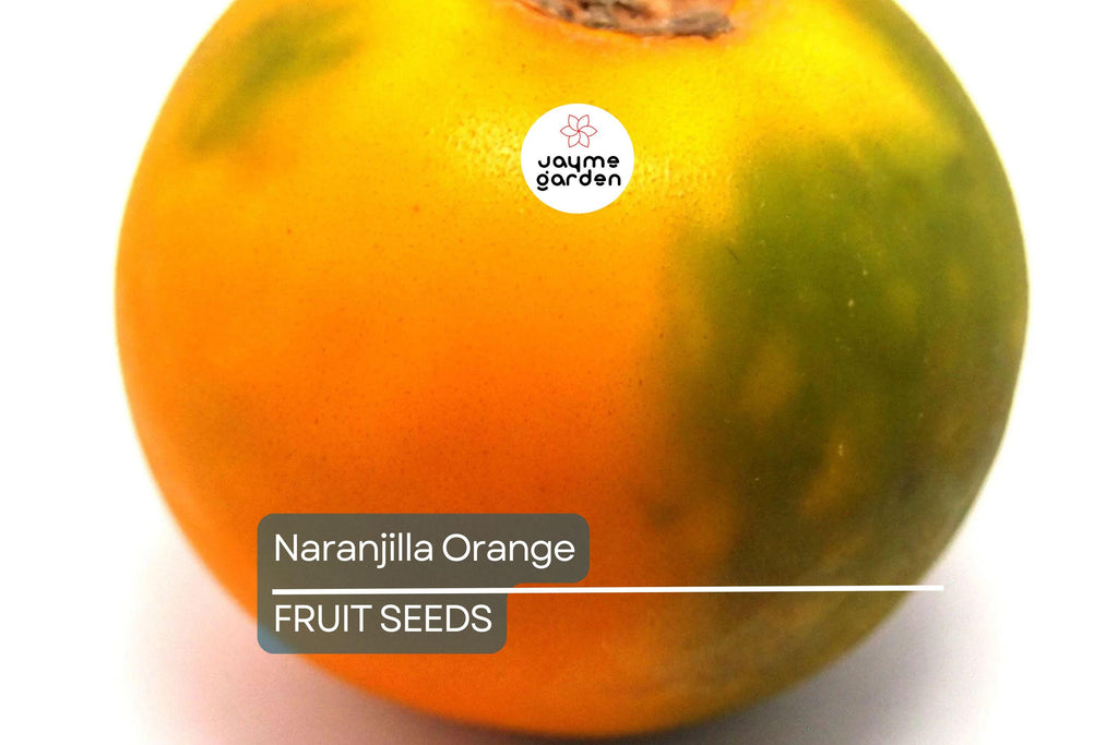 20 Naranjilla (Solanum quitoense) Seeds – Lulo Quito Orange Fruit Tree