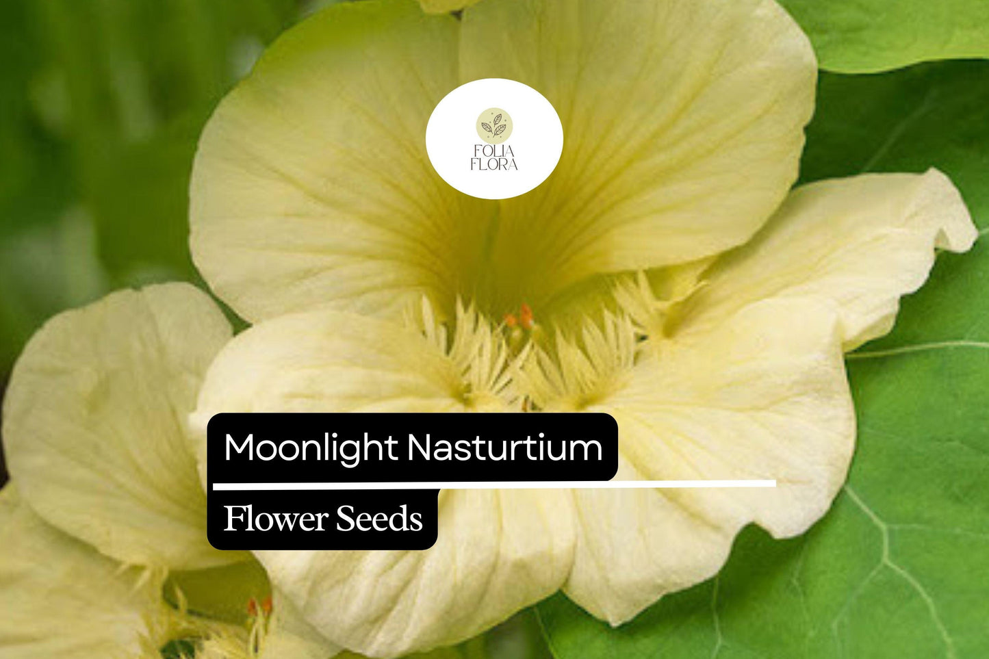 15 Seeds Moonlight Nasturtium (Tropaeolum majus) – Soft Creamy-Yellow Blooms, Edible Flowers & Leaves
