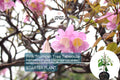 Pink Trumpet Tree Live Tabebuia Heterophylla 8″-12″ | Vibrant Flowering Ornamental Tree | Tropical Shade Tree Starter | Fast Growing