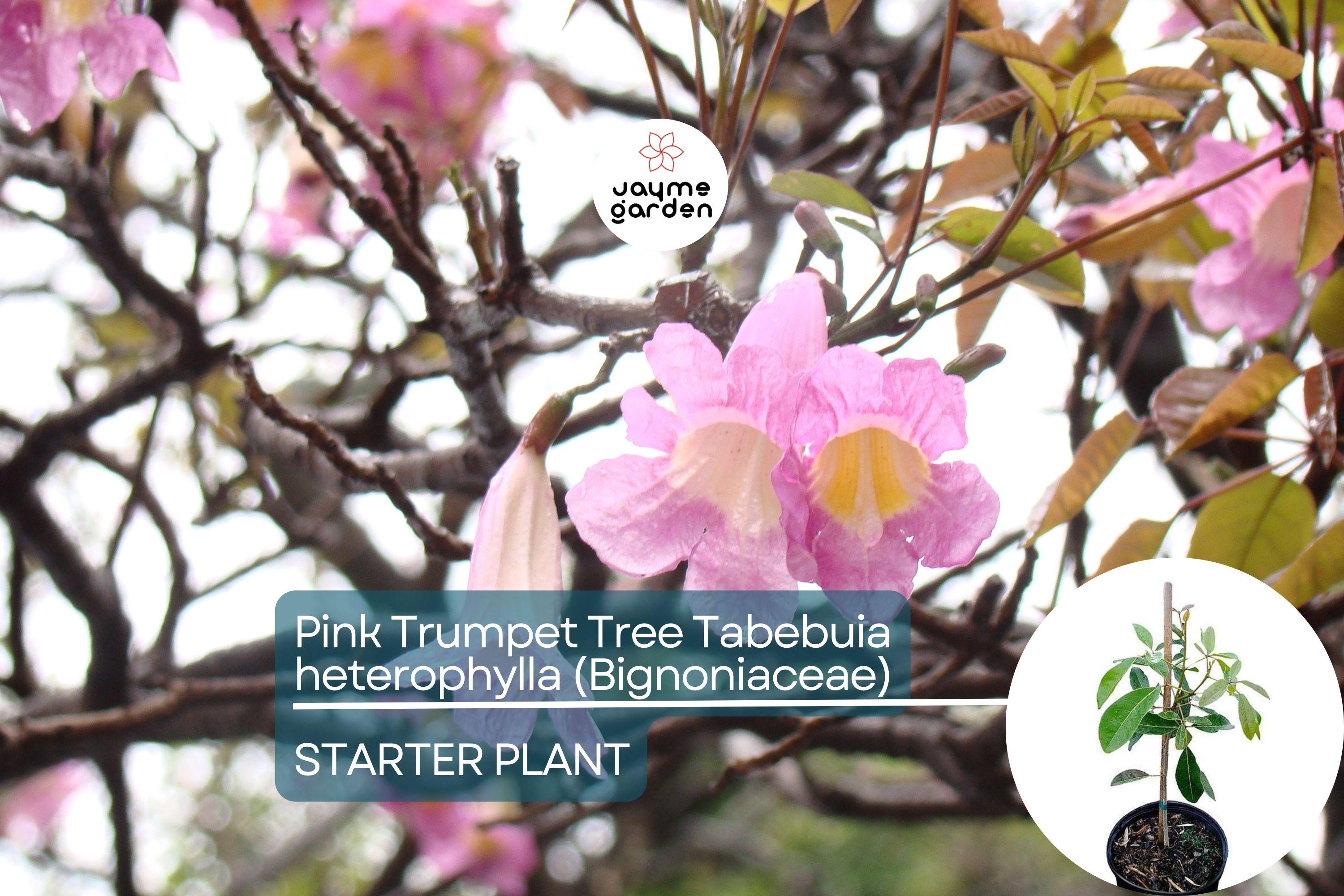 Pink Trumpet Tree Live Tabebuia Heterophylla 8″-12″ | Vibrant Flowering Ornamental Tree | Tropical Shade Tree Starter | Fast Growing
