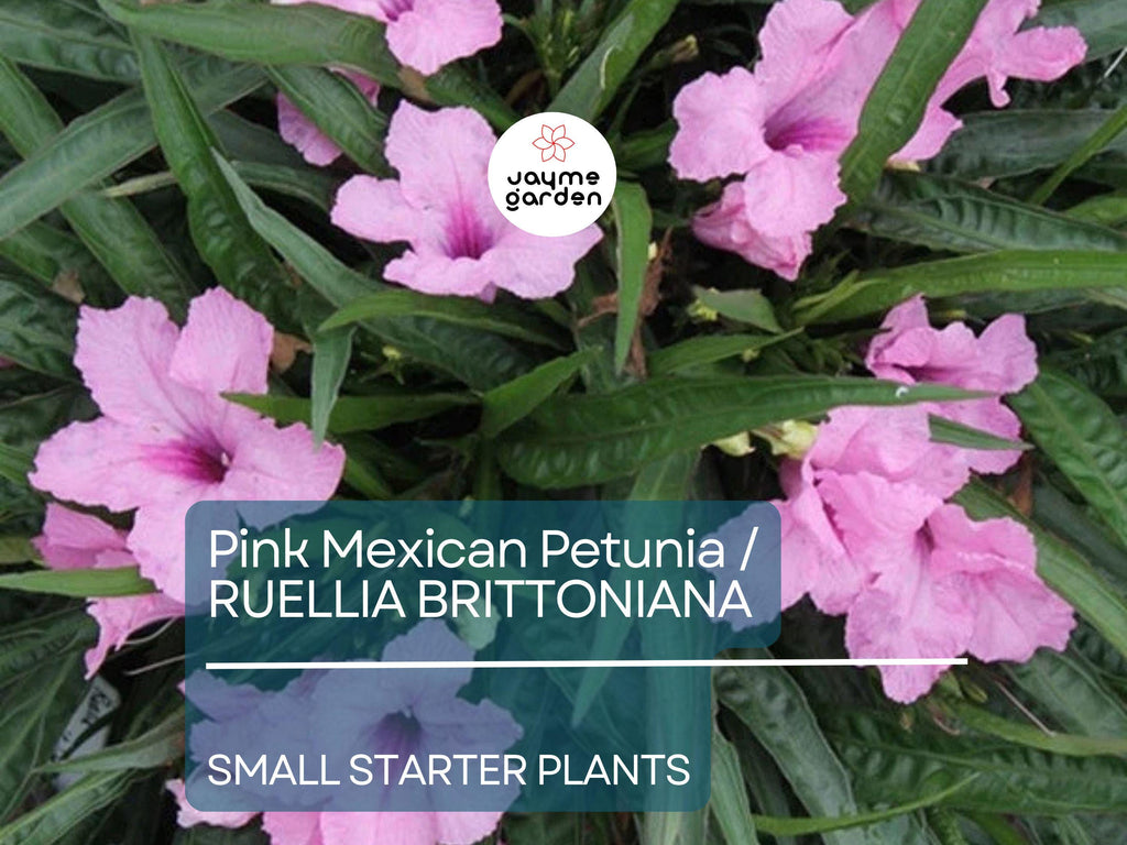 5 Small Starter Plants Pink Mexican Petunia (Ruellia brittoniana) - Tropical Perennials, Bare Root Live Plants, 3-5 Inches Tall