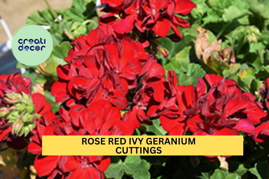 3 Rose Red Ivy Geranium Cuttings – Pelargonium peltatum | 6" Starter Stems for Hanging Baskets, Containers, or Garden Borders