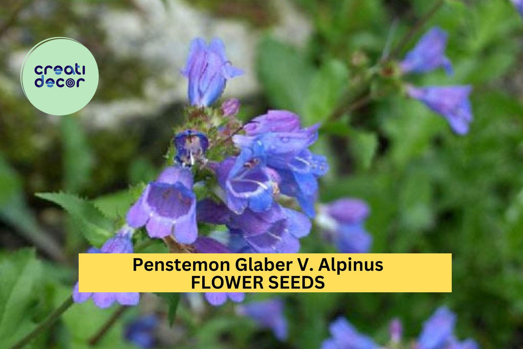 3pcs of 100mg Penstemon glaber v. alpinus Seeds – Alpine Wildflower for Pollinator Gardens & Rocky Mountain Landscapes Seeds for Planting