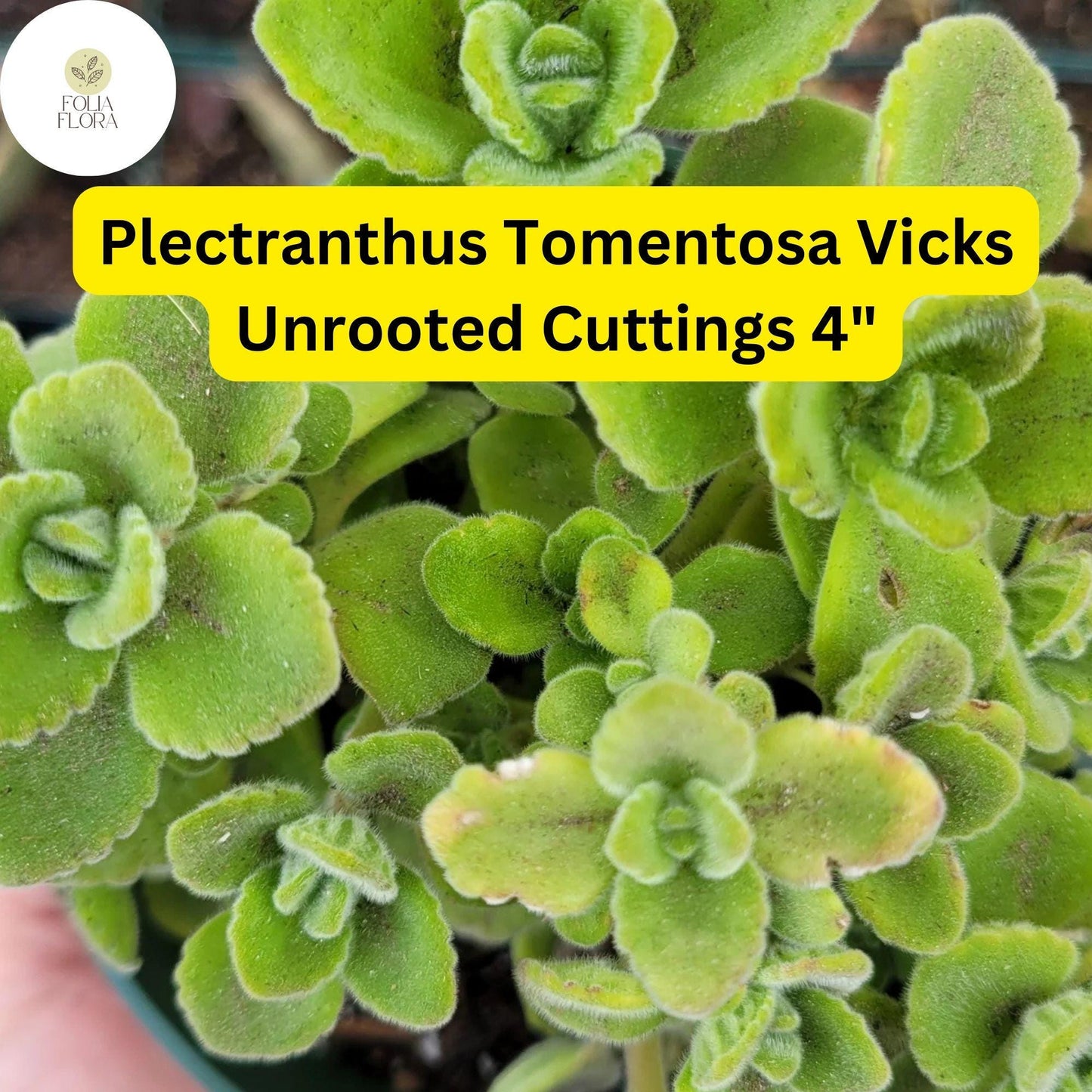 Plectranthus tomentosa ‘Vicks Plant’ | 3 Unrooted 4" Live Succulent Cuttings | Fragrant, Fuzzy Leaves, Easy-Care