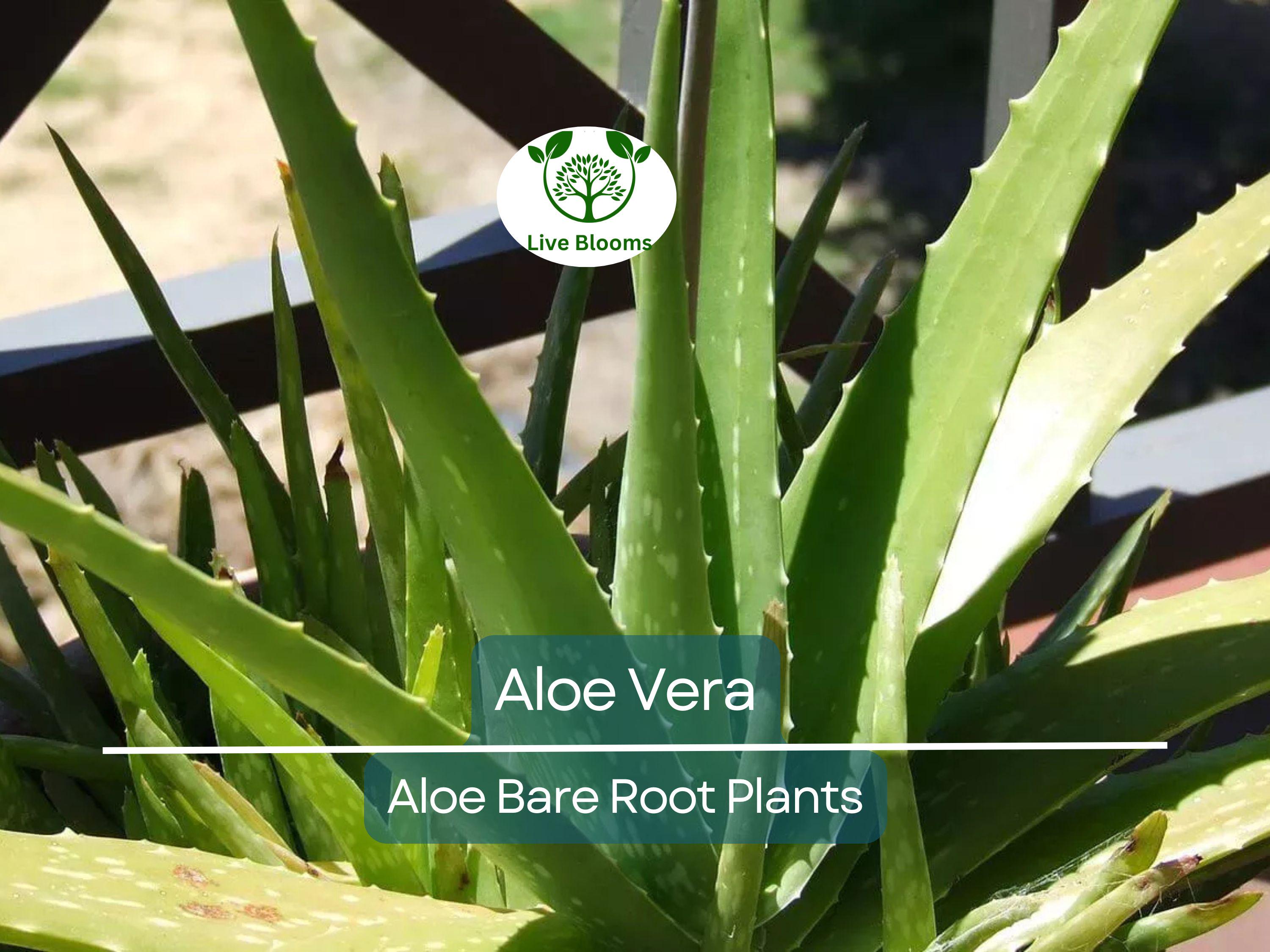 2 Organic Aloe Vera Plants – Live Bare Rooted – Succulent – Easy Care & Ready to Plant – Heirloom, Healthy Roots