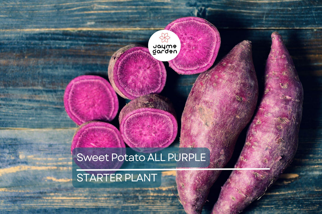 5 Pounds All Purple Sweet Potato - Organic, Ready to Grow - Japanese Variety, Fast-Growing, Hardy, and Nutritious