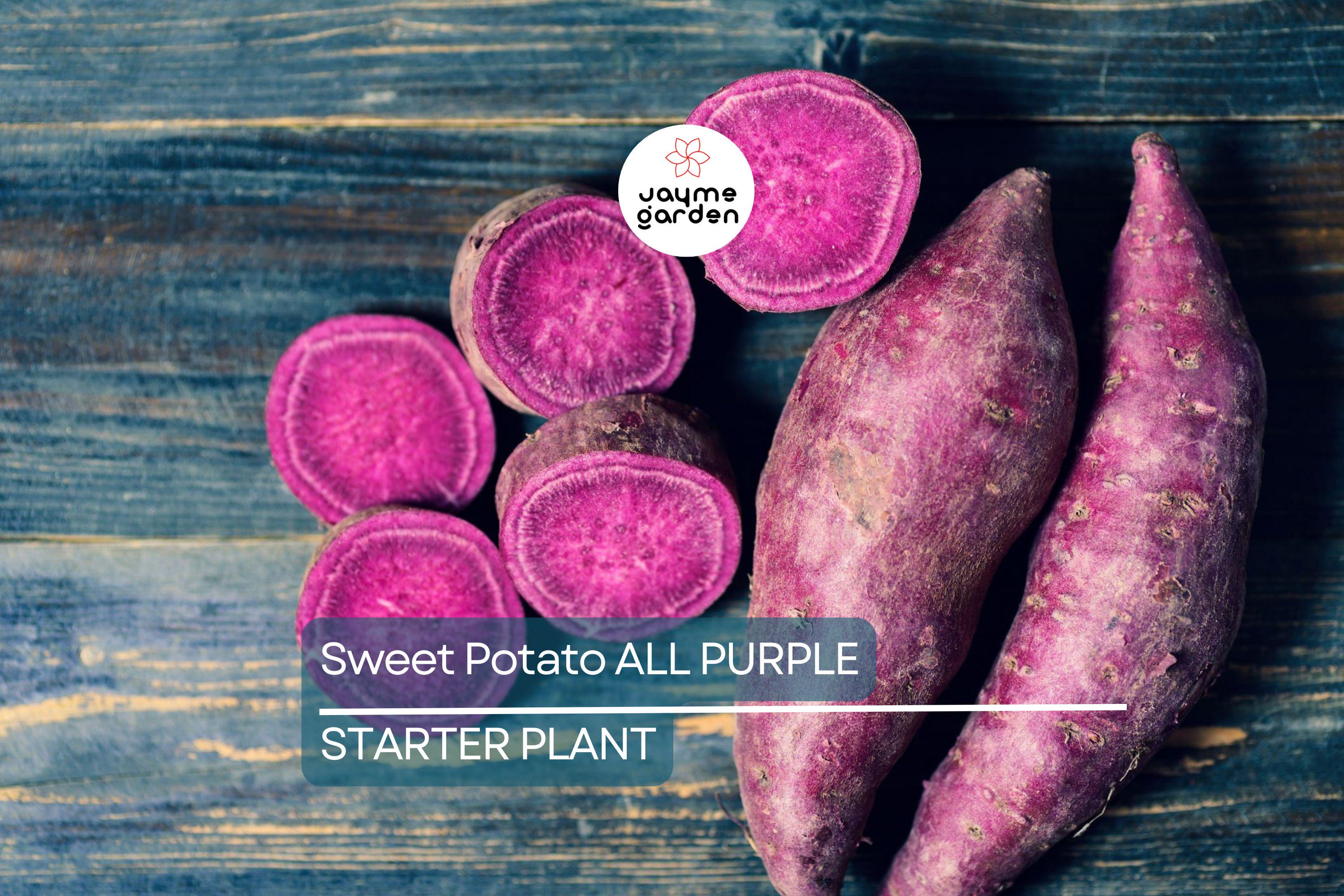 5 Pounds All Purple Sweet Potato - Organic, Ready to Grow - Japanese Variety, Fast-Growing, Hardy, and Nutritious