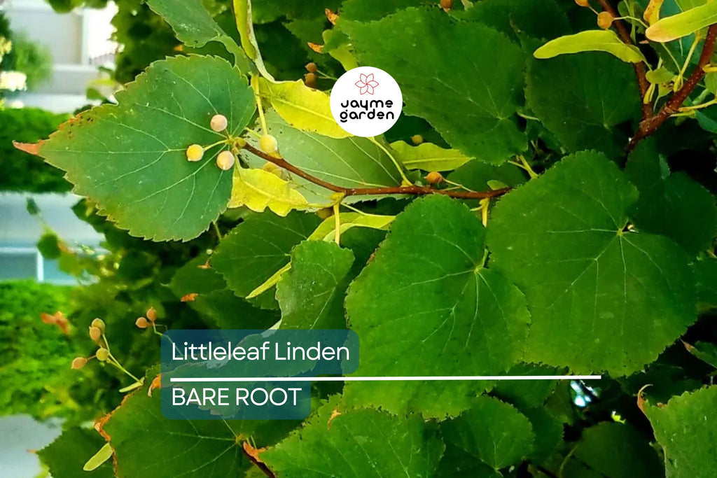 Littleleaf Linden Tree, Tilia Cordata, Live Bare Root, Pyramidal Shape, Fragrant Yellow Flowers, Shade Tree, 2-3’ Tall, Zones 3-8