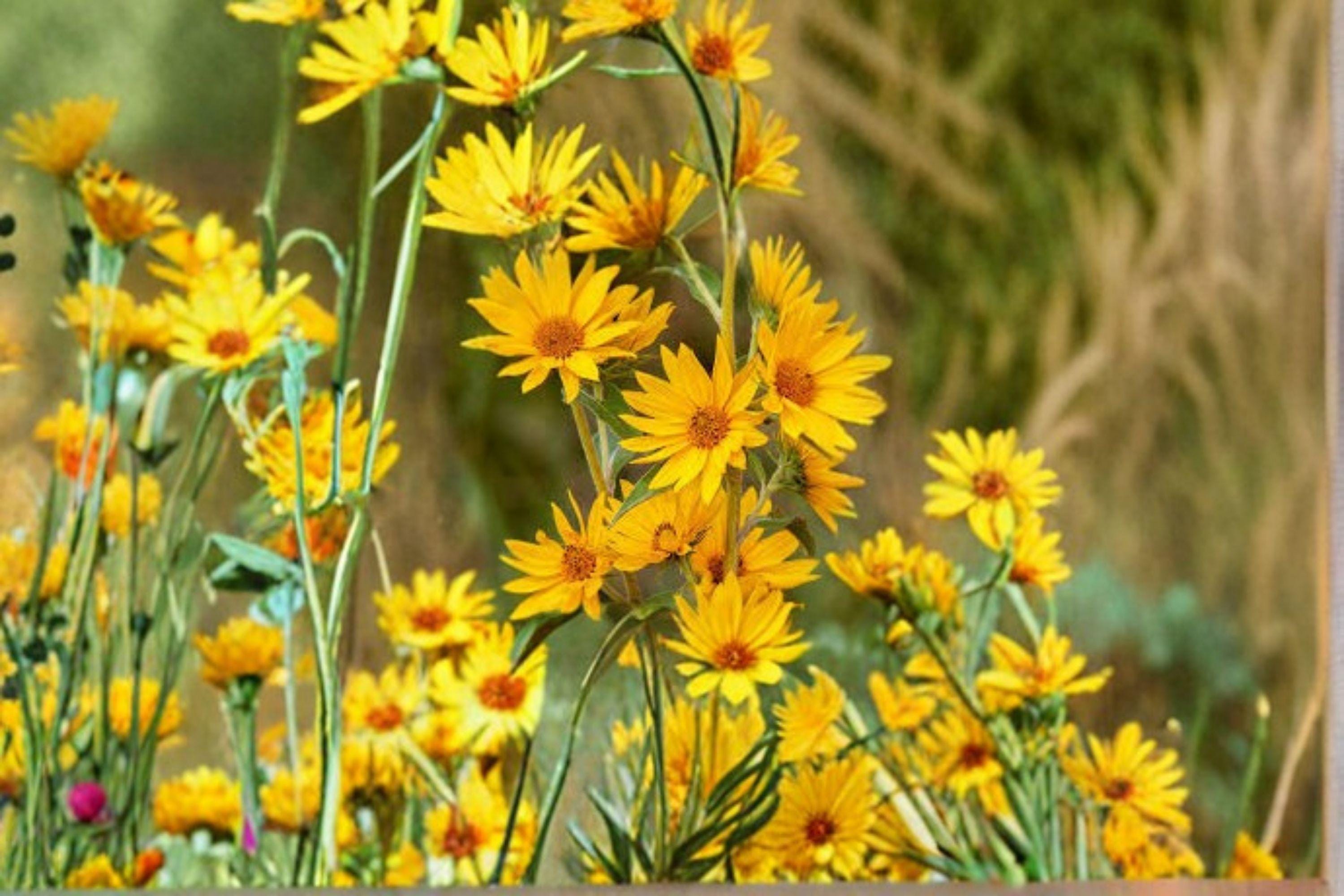 Maximilian Sunflower Seeds – Helianthus maximiliani, Native Perennial, Late Season Blooms (50 Seeds)
