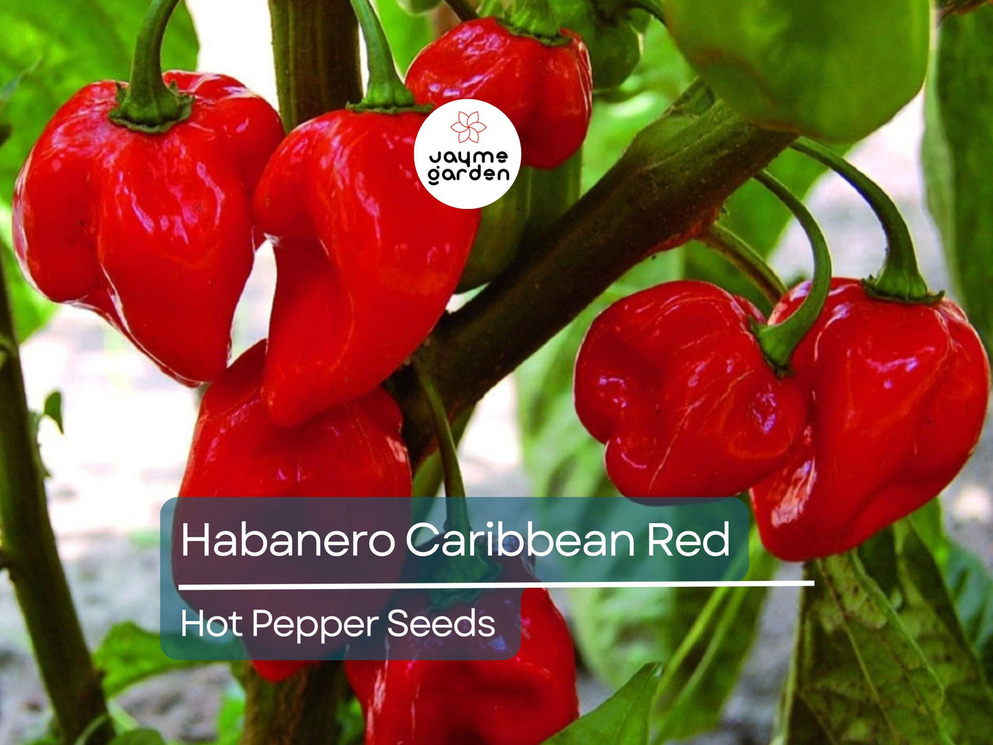250mg Seeds Habanero Caribbean Red Hot Pepper | Heirloom Pepper for Planting | Extra Spicy | Compact Plant | Perfect for Salsas & Sauces