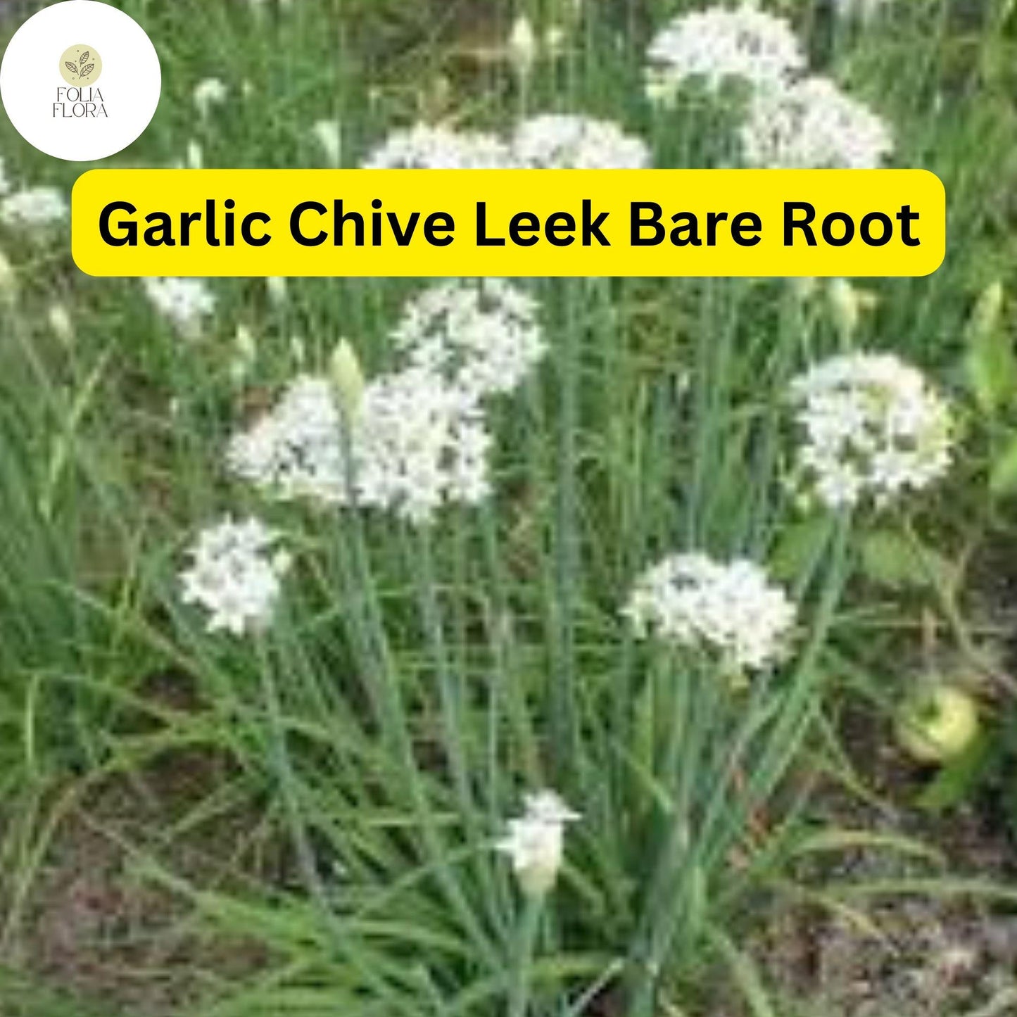 50 Live Garlic Chive Leek Plants, Bare Root, Edible Herb, Perennial, Organic Gardening