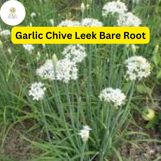 50 Live Garlic Chive Leek Plants, Bare Root, Edible Herb, Perennial, Organic Gardening