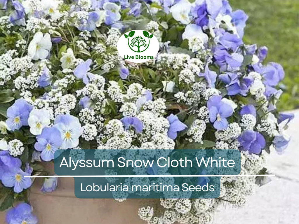 1000 Seeds Alyssum Snow Cloth White Ground Cover, Deer & Drought Resistant, Non-GMO, Sweet Alyssum, Low Maintenance