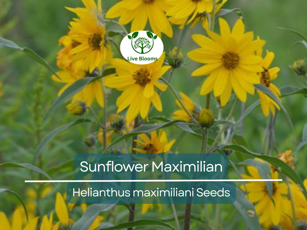 100 Seeds Sunflower Maximilian Perennial Flowers, Non-GMO, Attracts Butterflies & Finches, Helianthus maximiliani, Beautiful Garden Plant
