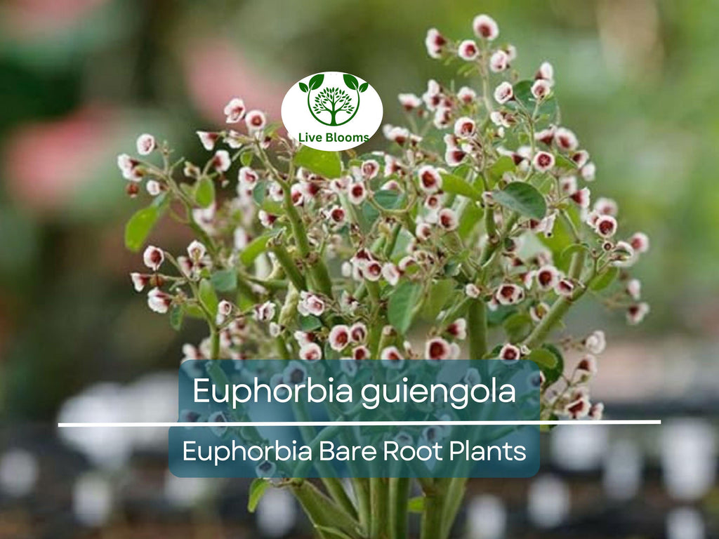 1 Euphorbia guiengola – Bare Root Succulent Caudex Plant – Bonsai or Hanging Form – Rare Live Starter for Collectors