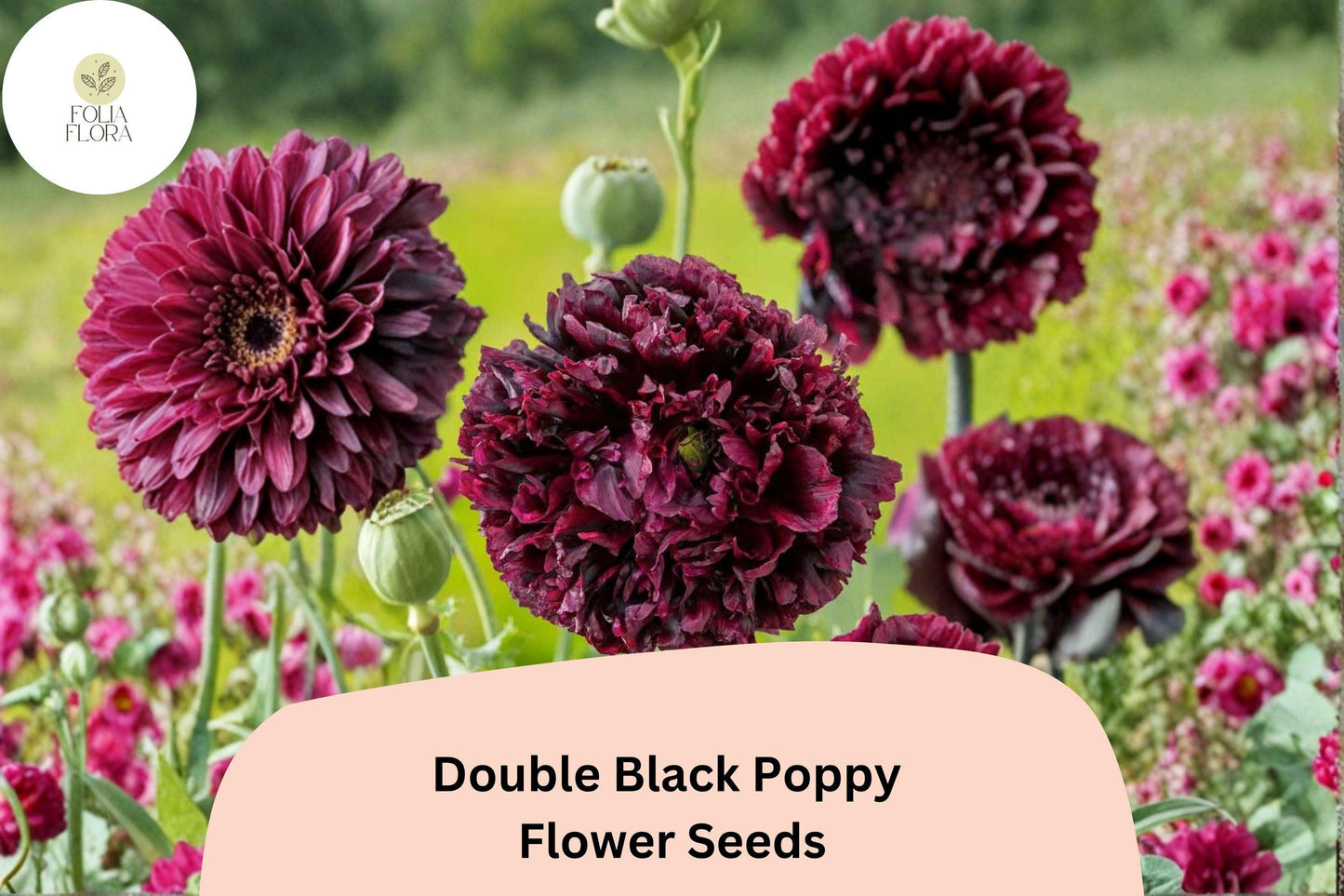 200+ Double Black Poppy Seeds for Garden Planting – Deep Maroon Blooms, Easy to Grow Flowers
