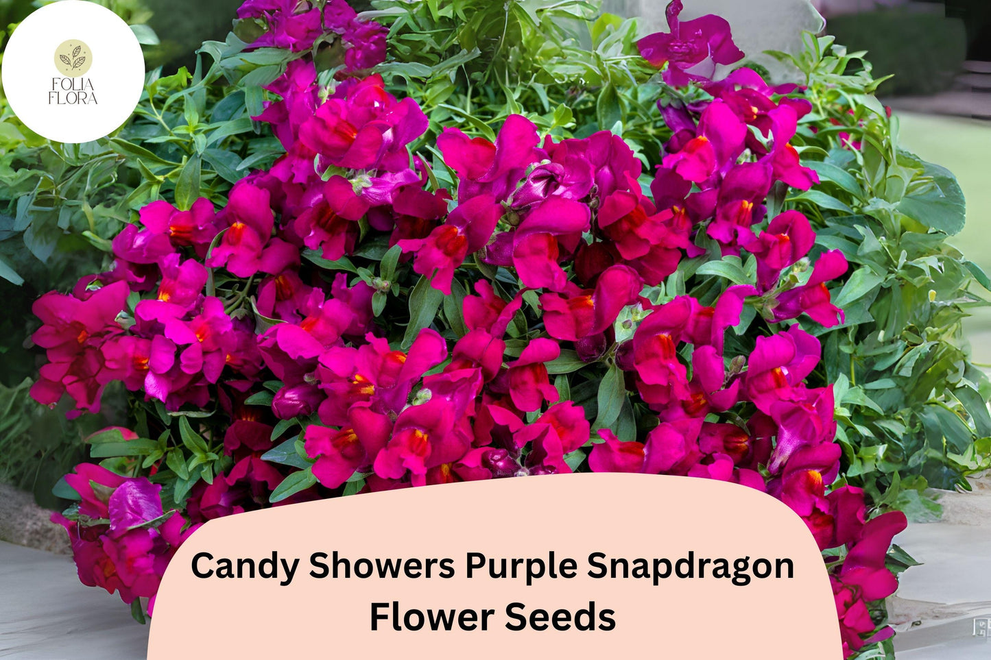 Candy Showers Purple Snapdragon Seeds (Antirrhinum majus) | 1000+ Seeds | Cascading Purple Blooms for Gardens & Hanging Baskets