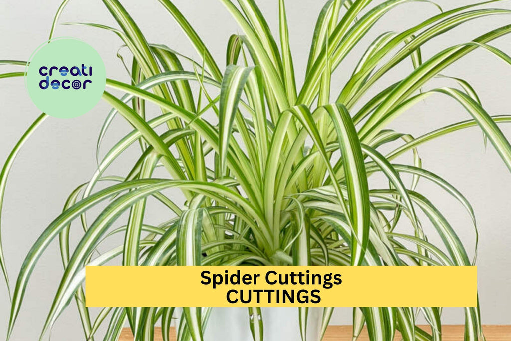 10 Spider Plant Cuttings – Variegated Fresh Unrooted Starts for Indoor Pots or Hanging Baskets – Easy to Grow – Free Shipping – USA