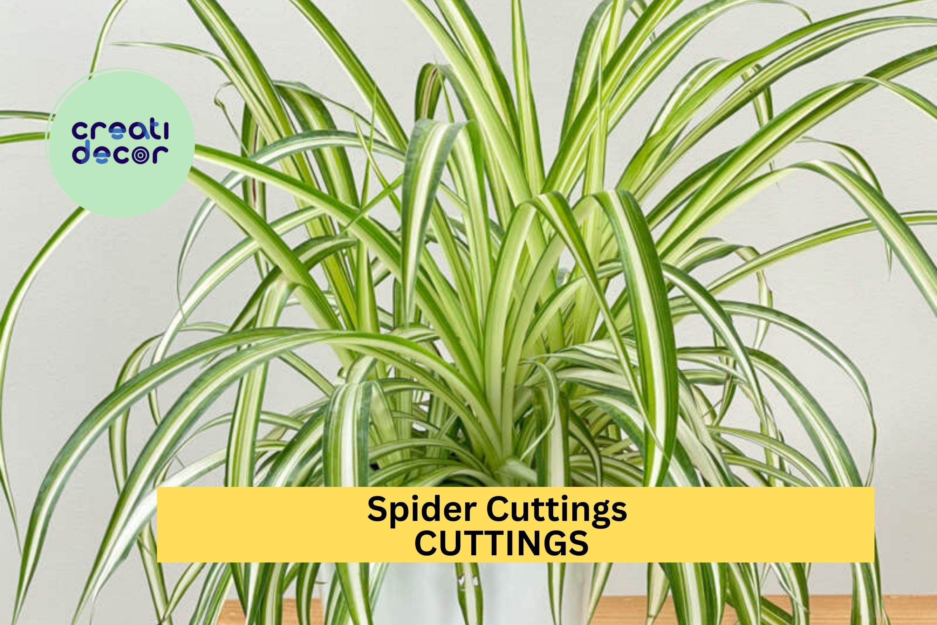 10 Spider Plant Cuttings – Variegated Fresh Unrooted Starts for Indoor Pots or Hanging Baskets – Easy to Grow – Free Shipping – USA