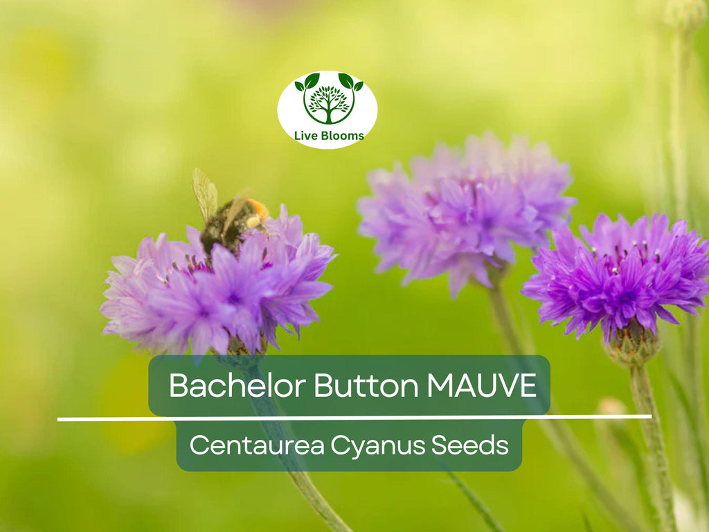 200 Seeds Cornflower / Bachelor Button MAUVE Heirloom Flowers - Centaurea Cyanus Non-GMO, Spring Plant, Easy to Grow, Garden Flower Seeds
