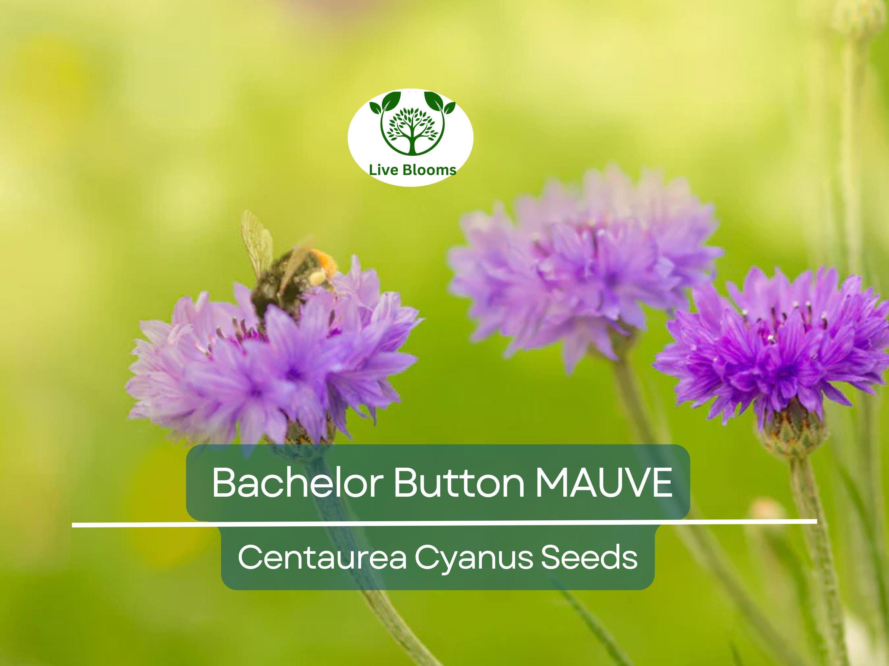 200 Seeds Cornflower / Bachelor Button MAUVE Heirloom Flowers - Centaurea Cyanus Non-GMO, Spring Plant, Easy to Grow, Garden Flower Seeds