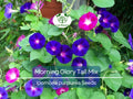 100 Seeds Morning Glory Tall Mix – Ipomoea purpurea – 5-Color Blooming Vine – Non-GMO, Pollinator Magnet, Loved by Hummingbirds