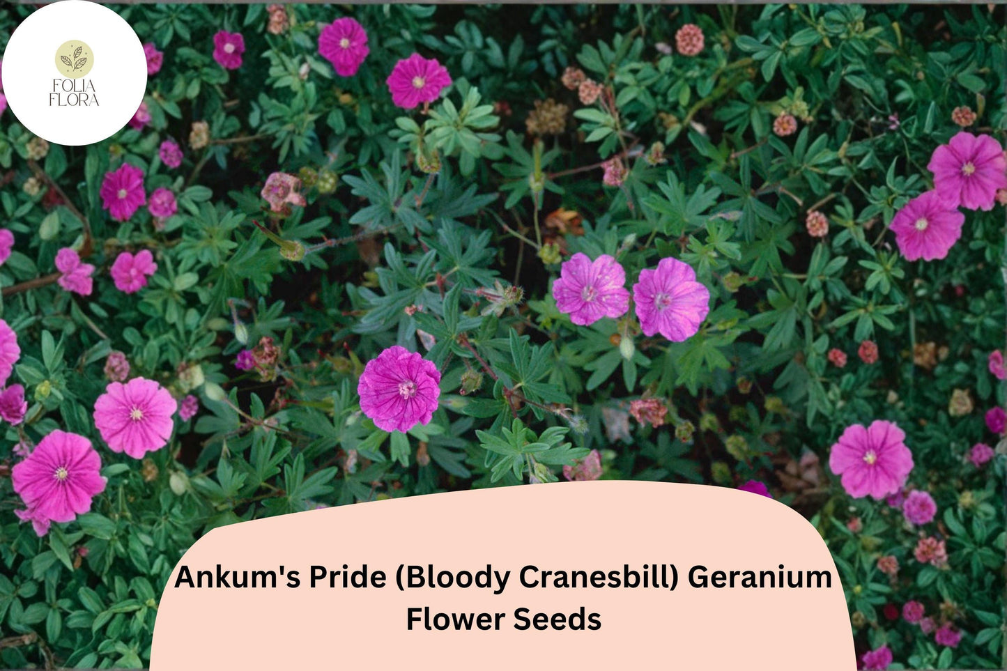 25+ Ankum’s Pride Geranium Seeds | Hardy Pink Cranesbill | Perennial Garden Flower