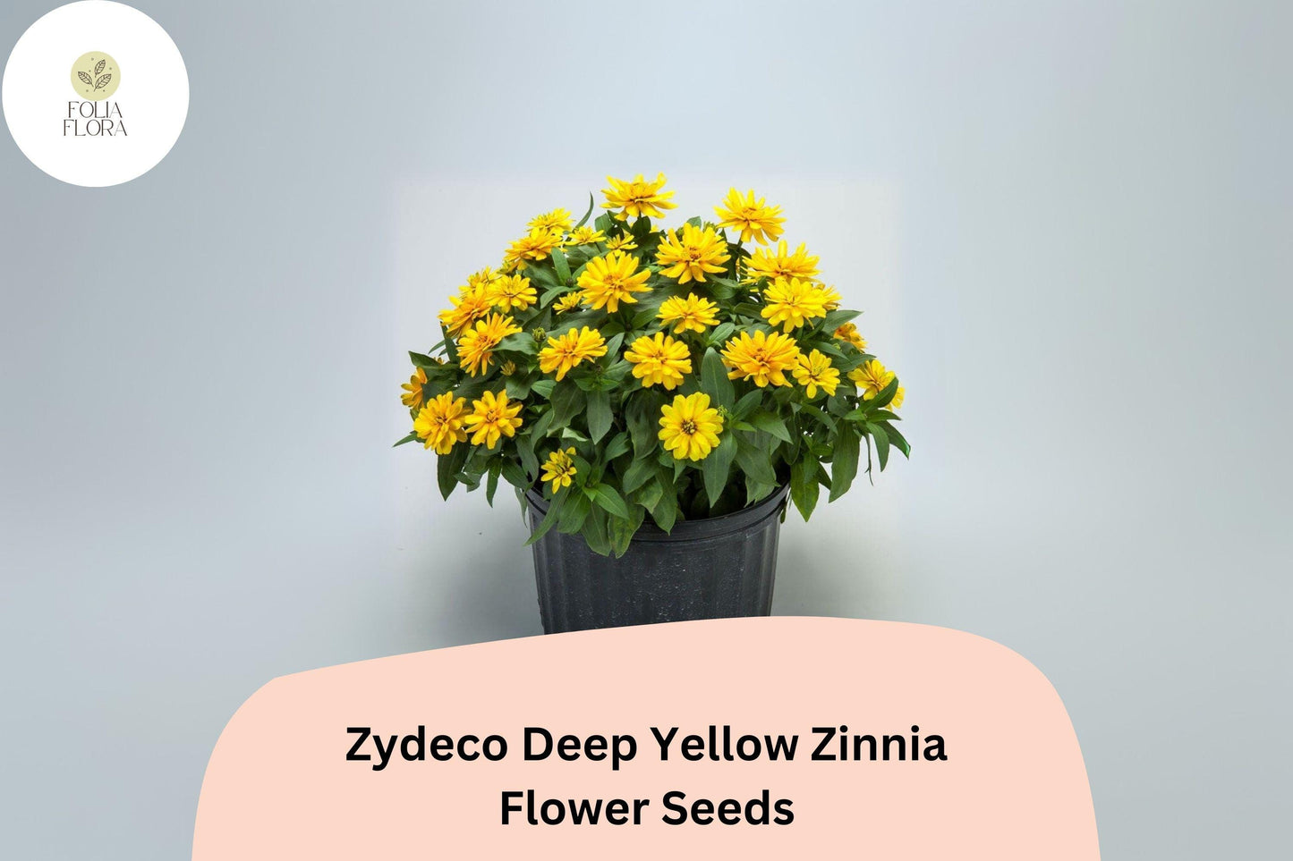 100+ Zydeco Deep Yellow Zinnia Seeds – Bright Golden Blooms for Garden Planting, Borders & Cut Flower Gardens