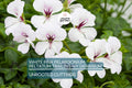 White Pink Pelargonium peltatum Trailing Ivy Geranium - 2 Live 6" Cuttings, Rare Double Petal Blooms, Easy to Propagate
