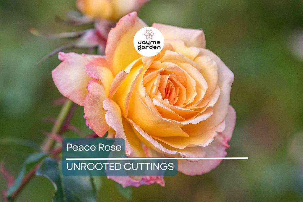 Peace Rose Cuttings for Rooting - 3 Fresh 5-6 Inch Cuts with Rooting Powder