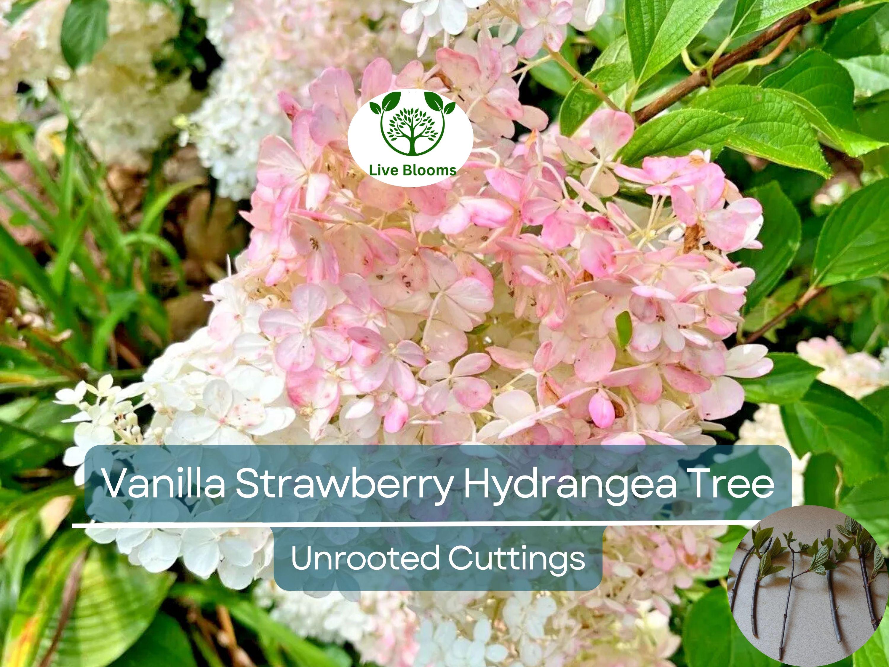 5 Fresh Unrooted Cuttings 4-7" Vanilla Strawberry Hydrangea Bush Tree - Hydrangea paniculata, Stunning Perennial, Ornamental Garden Shrub