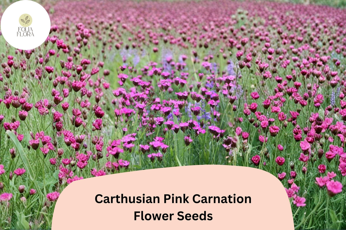 200+ Carthusian Pink Carnation Seeds | Dianthus carthusianorum | Bright Pink Blooms for Garden & Borders