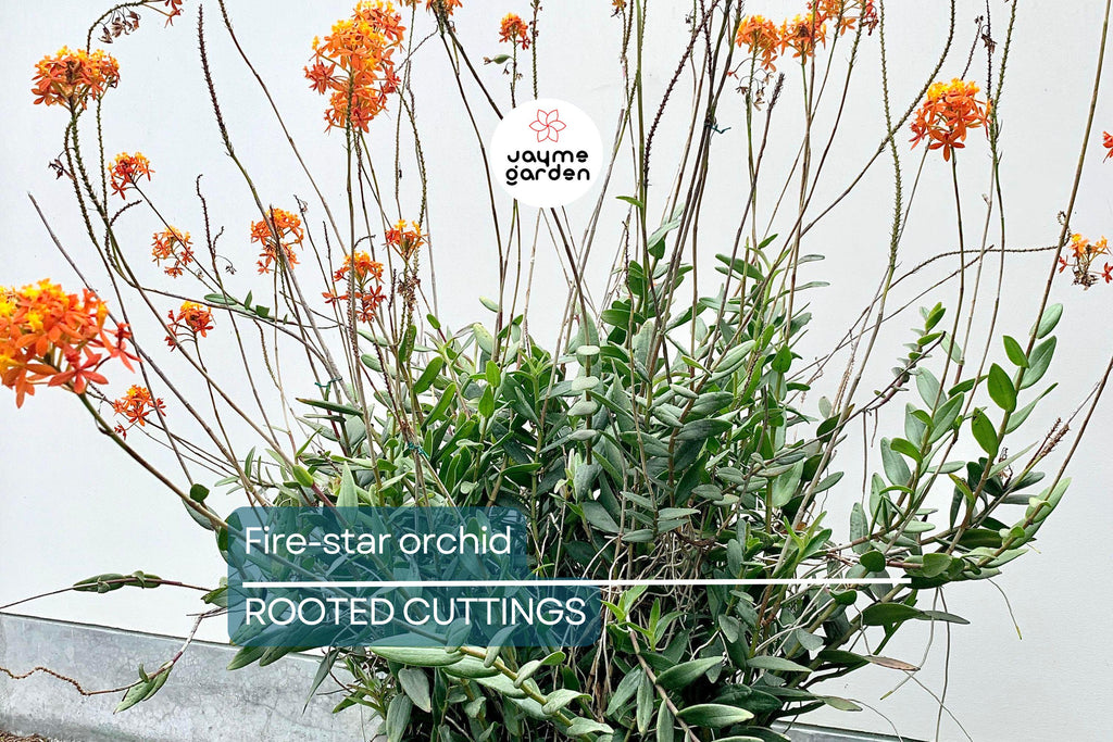 10 Rooted Cuttings – Epidendrum Radicans Ground Orchid | Fire Star Orchid | Fast-Growing & Hardy
