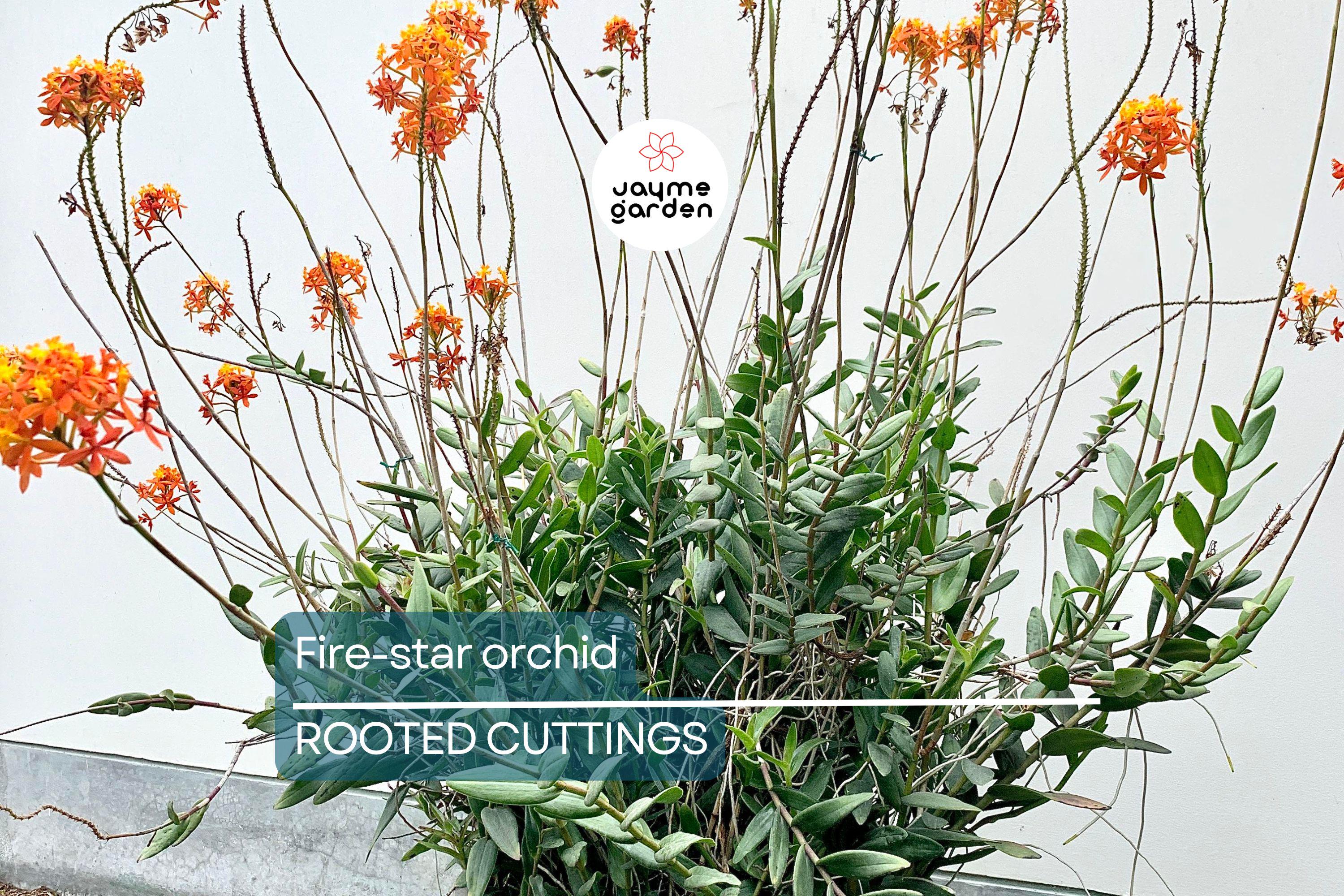 10 Rooted Cuttings – Epidendrum Radicans Ground Orchid | Fire Star Orchid | Fast-Growing & Hardy