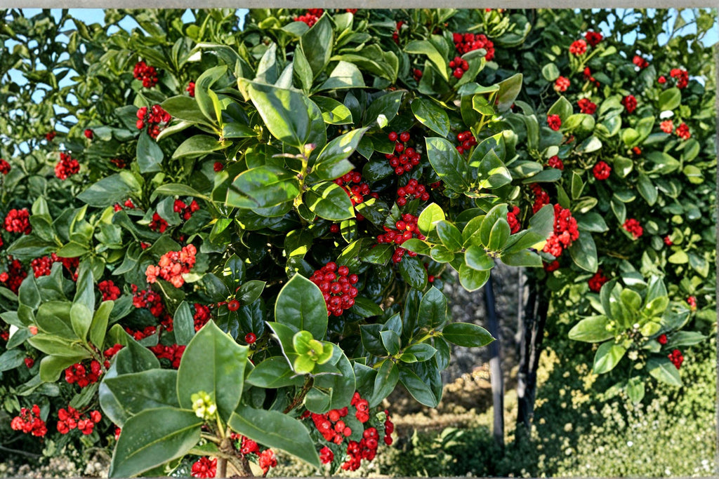 Ilex cornuta – Chinese Holly 25 Seeds | Evergreen Holly | Glossy Spiny Leaves | Red Winter Berries