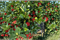 Ilex cornuta – Chinese Holly 25 Seeds | Evergreen Holly | Glossy Spiny Leaves | Red Winter Berries